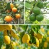 Citrus Grove Collection, Orange, Lemon And Lime