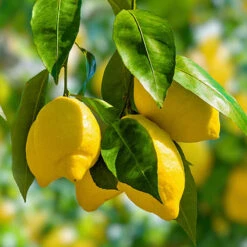 Citrus Grove Collection, Orange, Lemon And Lime -You Garden 340081 2