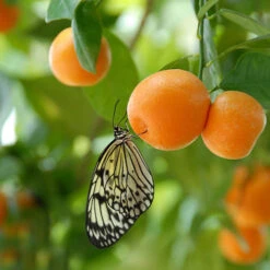 Citrus Grove Collection, Orange, Lemon And Lime -You Garden 340081 4