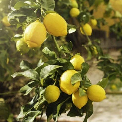 Citrus Grove Collection, Orange, Lemon And Lime -You Garden 340081 5