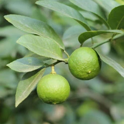 Citrus Grove Collection, Orange, Lemon And Lime -You Garden 340081 6