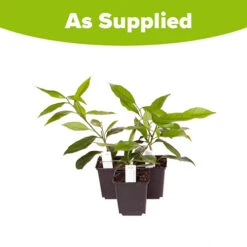 Citrus Grove Collection, Orange, Lemon And Lime -You Garden 340081 7