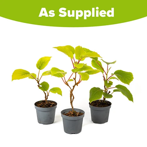 Actinidia Deliciosa - Kiwi Fruit 'Jenny' 5 Actinidia Deliciosa - Kiwi Fruit 'Jenny' - Image 5