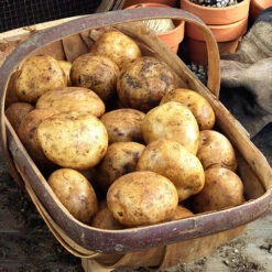 Patio Potato Pack 8 Patio Potato Pack -You Garden 350067 3