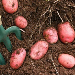 Patio Potato Pack 9 Patio Potato Pack -You Garden 350067 4