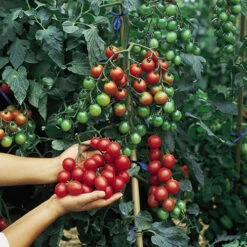 'Tumbling Tom' Tomato -You Garden 370026 3