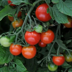 'Tumbling Tom' Tomato -You Garden 370026 4