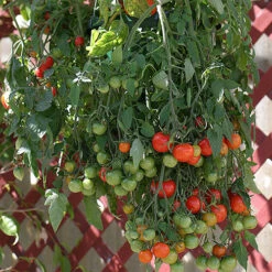 'Tumbling Tom' Tomato -You Garden 370026 5