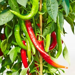 Chilli Collection -You Garden 370073 2