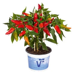 Chilli Collection -You Garden 370073 3