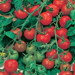 Tomato Collection -You Garden 370092 2