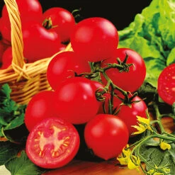 Tomato Collection -You Garden 370092 3