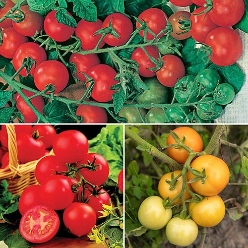 Tomato Collection 9cm X 3 1 Tomato Collection 9cm X 3