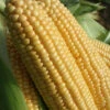 Sweetcorn 'Swift'