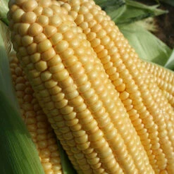 Sweetcorn 'Swift'