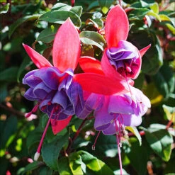 American Fuchsia Collection -You Garden 400072 2
