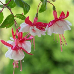 American Fuchsia Collection -You Garden 400072 3