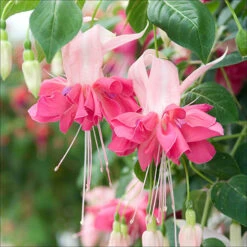 American Fuchsia Collection -You Garden 400072 4