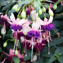 American Fuchsia Collection -You Garden 400072 5