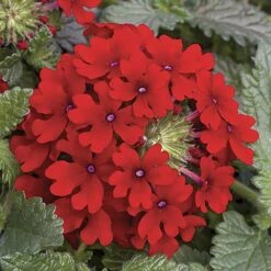 'Samira' Verbena Trailing Collection 10 'Samira' Verbena Trailing Collection -You Garden 400088 4