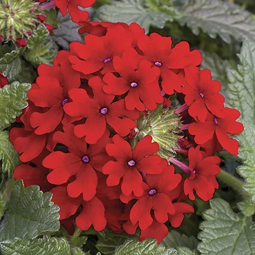 'Samira' Verbena Trailing Collection 5 'Samira' Verbena Trailing Collection - Image 5