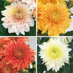 Chrysanthemum 'Garden Spray' Collection