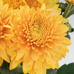 Chrysanthemum 'Garden Spray' Collection -You Garden 400089 2