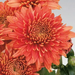 Chrysanthemum 'Garden Spray' Collection -You Garden 400089 3