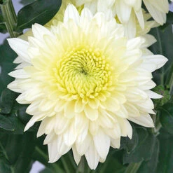 Chrysanthemum 'Garden Spray' Collection -You Garden 400089 4