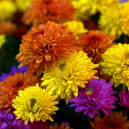 Chrysanthemum 'Garden Bloom' Collection 2 Chrysanthemum 'Garden Bloom' Collection - Image 2