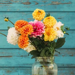 Chrysanthemum 'Garden Bloom' Collection 9 Chrysanthemum 'Garden Bloom' Collection -You Garden 400090 2