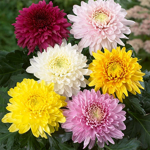 Chrysanthemum 'Garden Bloom' Collection 4 Chrysanthemum 'Garden Bloom' Collection - Image 4