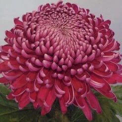 Chrysanthemum 'Garden Bloom' Collection 11 Chrysanthemum 'Garden Bloom' Collection -You Garden 400090 4