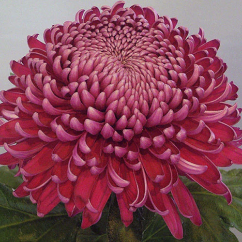 Chrysanthemum 'Garden Bloom' Collection 5 Chrysanthemum 'Garden Bloom' Collection - Image 5