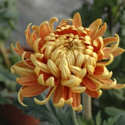 Chrysanthemum 'Garden Bloom' Collection 12 Chrysanthemum 'Garden Bloom' Collection -You Garden 400090 5