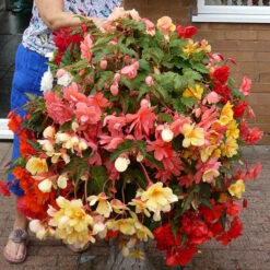 Begonia 'Super Cascade' Mix -You Garden 400543 3