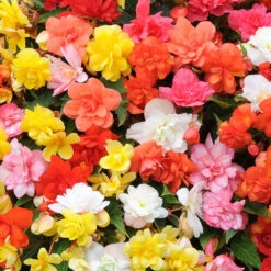 Begonia 'Super Cascade' Mix -You Garden 400543 4