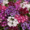 Phlox 'Popstars' Mix