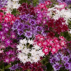 Phlox 'Popstars' Mix