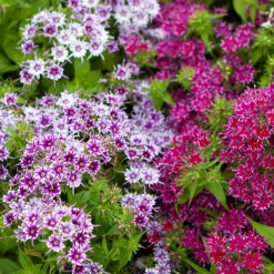 Phlox 'Popstars' Mix -You Garden 400548 3