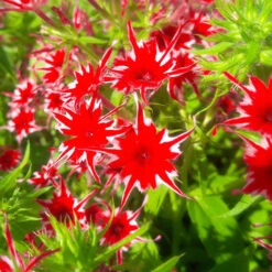 Phlox 'Popstars' Mix -You Garden 400548 4
