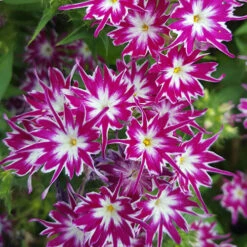 Phlox 'Popstars' Mix -You Garden 400548 5