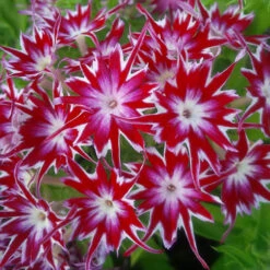 Phlox 'Popstars' Mix -You Garden 400548 6