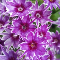 Phlox 'Popstars' Mix -You Garden 400548 7