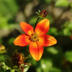 Bidens 'Hawaiian Flare' -You Garden 400551 2