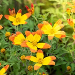 Bidens 'Hawaiian Flare' -You Garden 400551 3