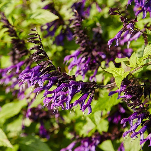 Salvia 'Amistad' 3 Salvia 'Amistad' - Image 3