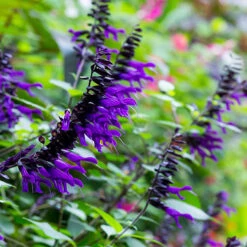 Salvia 'Amistad' 9 Salvia 'Amistad' -You Garden 400667 3
