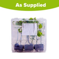 Salvia 'Amistad' 11 Salvia 'Amistad' -You Garden 400667 5