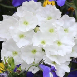 'Sherbet Lemon' Hanging Basket Plug Plants 8 'Sherbet Lemon' Hanging Basket Plug Plants -You Garden 400762 2